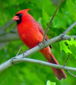 NorthernCardinal